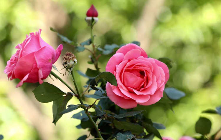 月季扦插繁殖指南：打造理想生根環境，月季剪個枝條插到土里能生根嗎