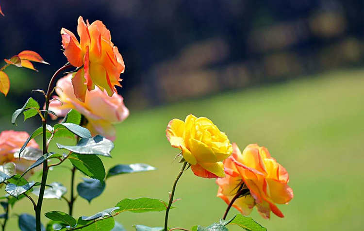 月季養護：月季修剪有什么好處，月月紅修剪方法