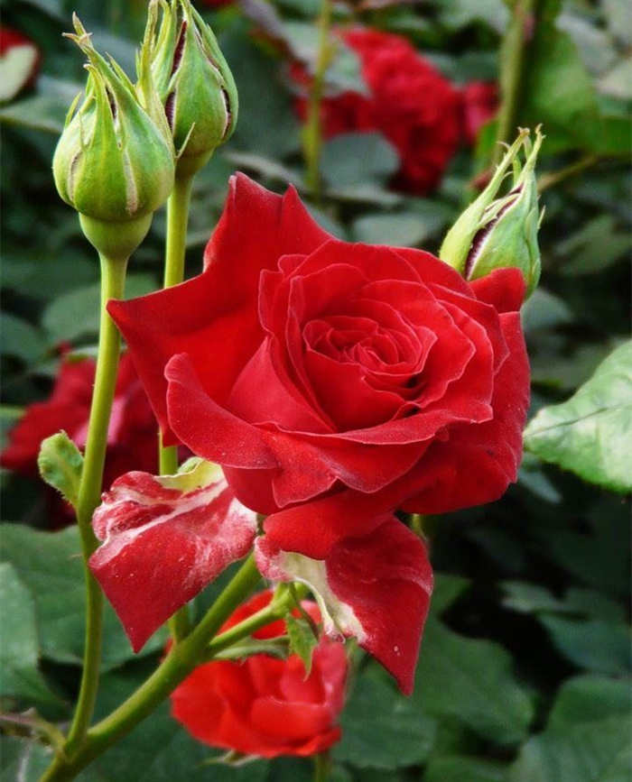 大花月季栽培與扦插方法技巧有哪些