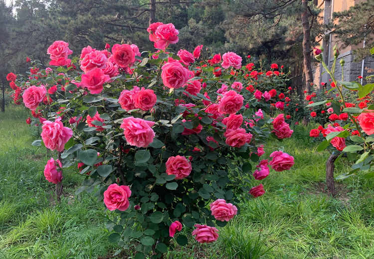 大花月季怎么種植，秋季冬季栽種大花月季合適嗎？