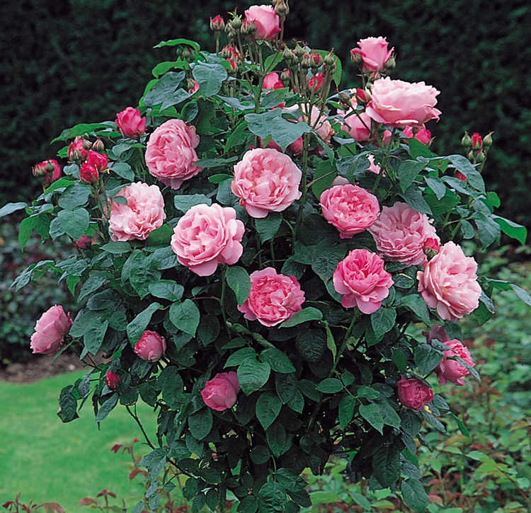 盆栽大花月季修剪方法及注意事項