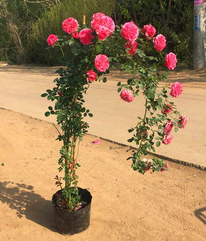 大花月季：種植與養護，香水月季怎么養殖