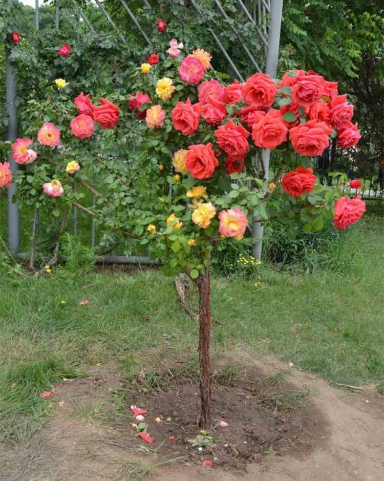 月季的最佳移栽與精細管理,月季花的種植時間和管理要點