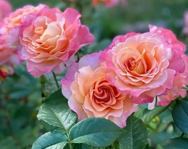 大花樹狀月季怎么插枝，大花樹狀月季養殖方法