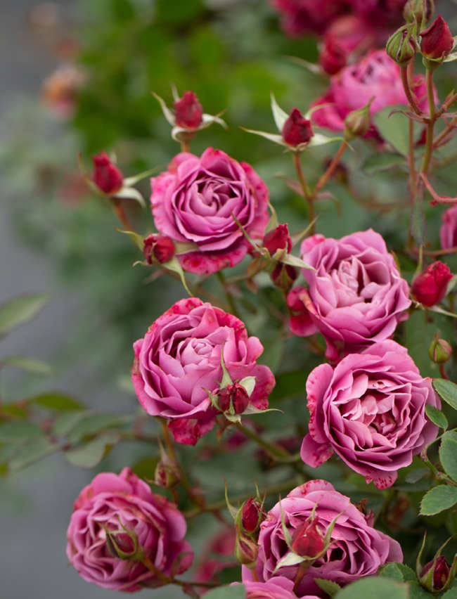 月季花一年開幾次花，月季種子種植方法