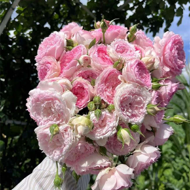 樹樁月季花的養殖方法及注意事項