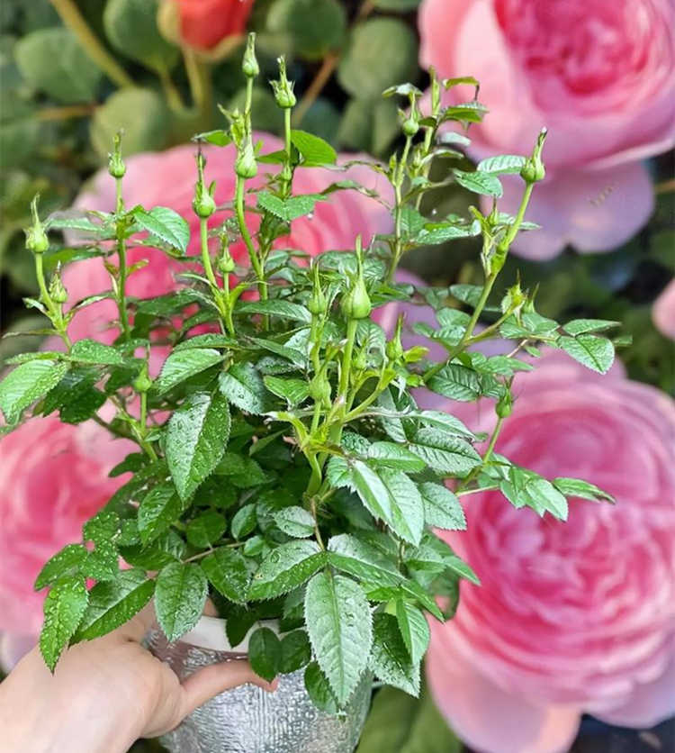 月季花澆水施肥方法技巧，月季花怎么養殖