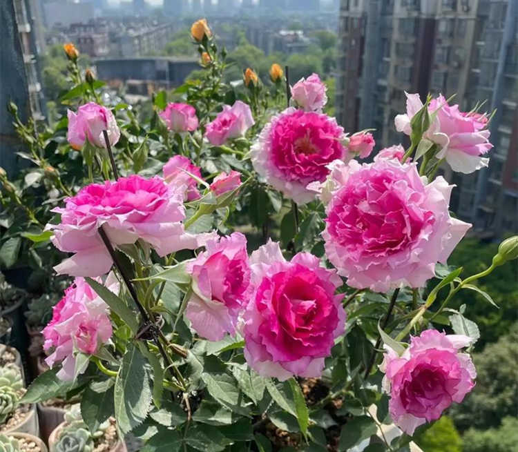 藤本月季花批發價格多少錢一棵,藤本月季怎么爬藤?