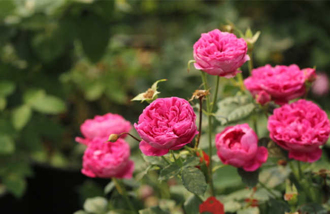 家庭陽臺怎么養藤本月季，月季花陽臺養殖方法