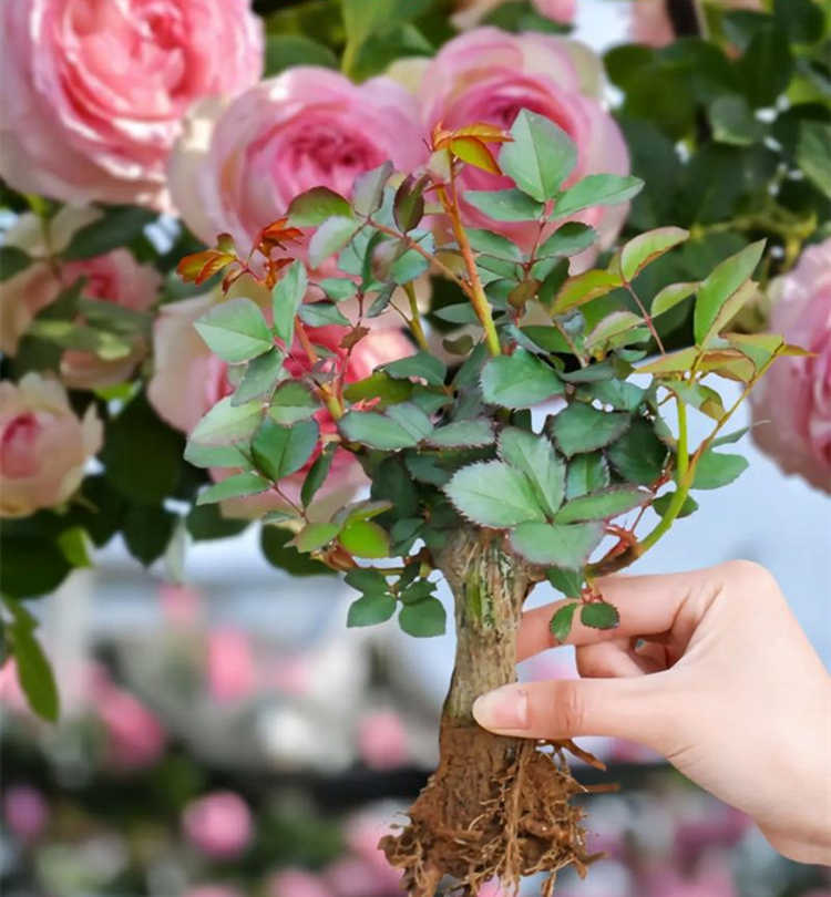 藤本月季冬季修枝剪葉方法