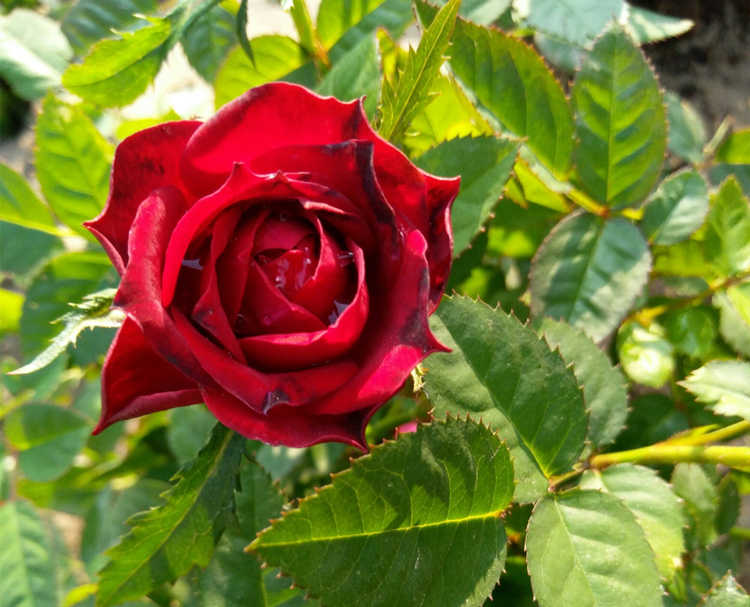 月季花什么時候開花,月季開花時間