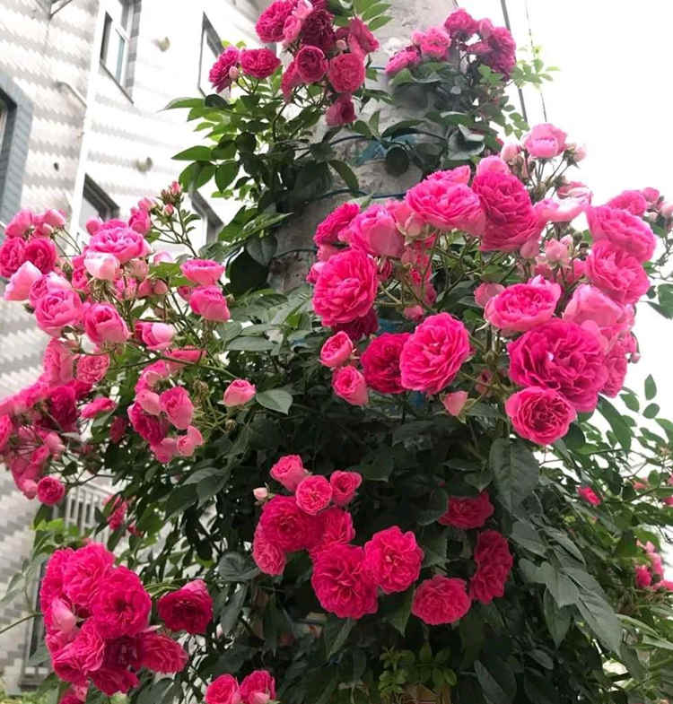 家庭盆栽月季養殖方法，月季花盆栽方法