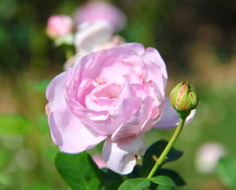 香水月季花病蟲害防治方法