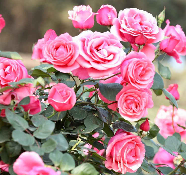 春季月季怎么扦插,月季花春天扦插技巧