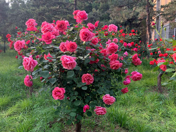 棒棒糖月季怎么延長壽命，棒棒糖月季花養殖方法