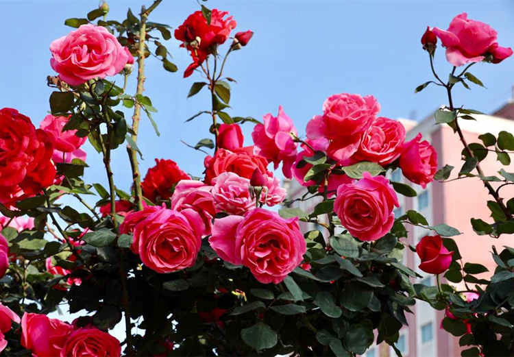 夏天月季修剪注意事項，夏季高溫月季怎么修剪枝葉