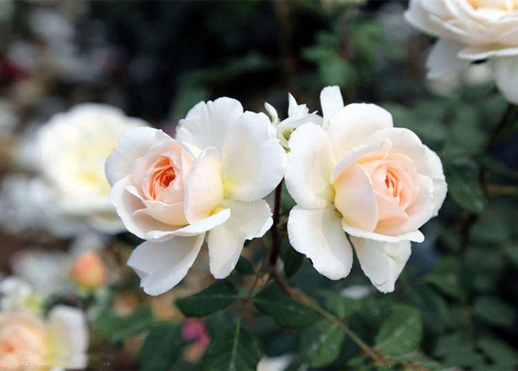 移栽月季服盆期大概需要多久時間，月季花移栽方法