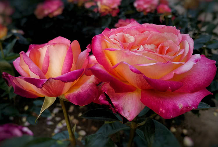 種植月季全用營養土好嗎,月季養殖用什么土壤配比