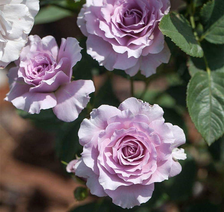 月季老樁種植方法及注意事項,月季花老根怎么種