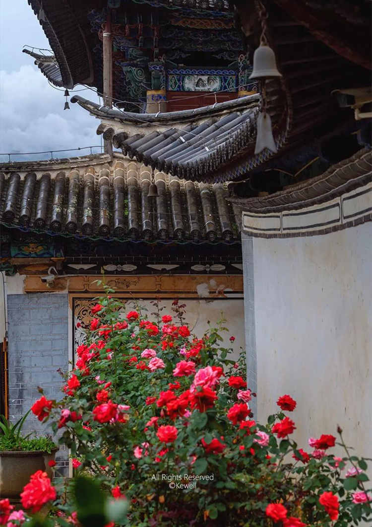 盆栽月季的養殖方法和注意事項,盆栽月季花