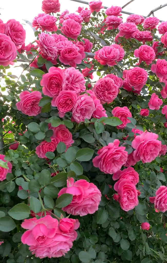 修剪后月季施肥方法，月季花修剪后是什么肥料