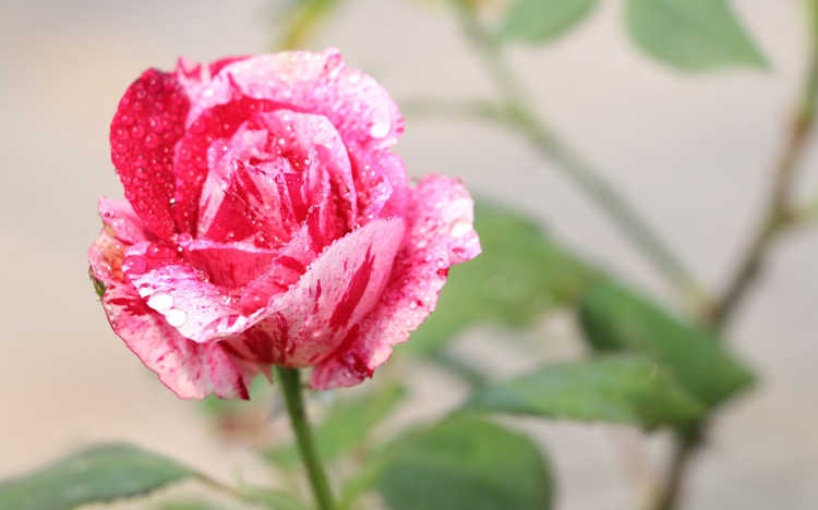 薔薇嫁接月季的時間， 薔薇什么時候嫁接月季好