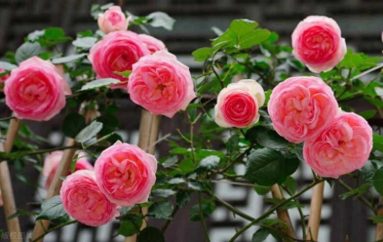 盆栽月季怎么澆水方法，盆栽月季花多久澆一次水