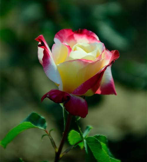 月季枯枝病救活辦法，月季花枝葉開始枯萎了怎么辦