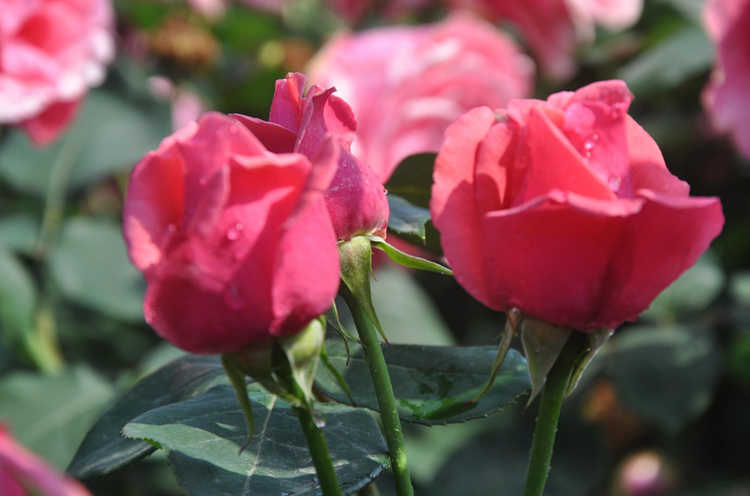 冬季月季花怎么施肥好,冬天月季施肥技巧