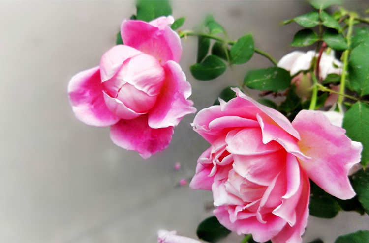 月季花苞垂頭是什么原因導致的,月季花苞下垂怎么辦