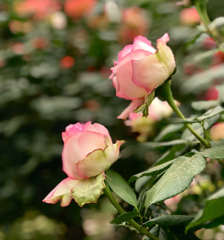 王妃月季花一年能開幾次花，王妃月季平時如何養護