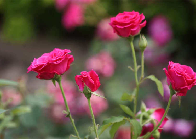 月季可以嫁接到哪些樹種上，月季花嫁接方法