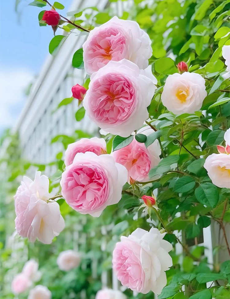 月季花如何開多花，月季種植小技巧