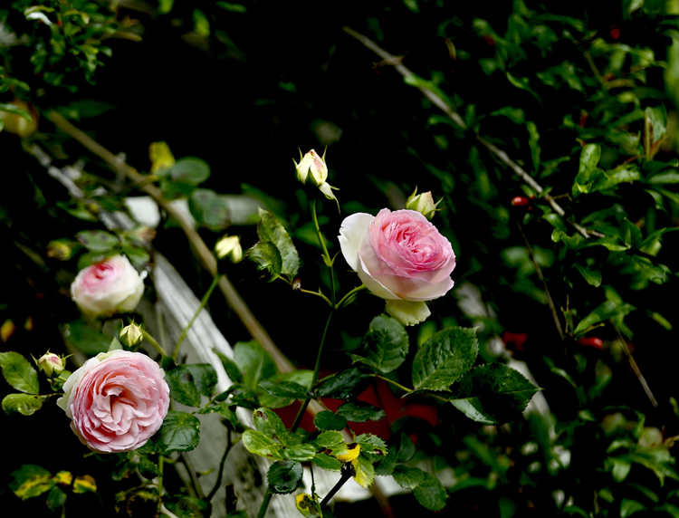 樹狀月季的冠形培育技術,樹狀月季花養殖管理方法