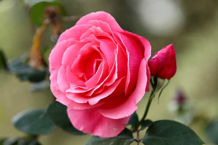 微型月季花日常管理栽種方法