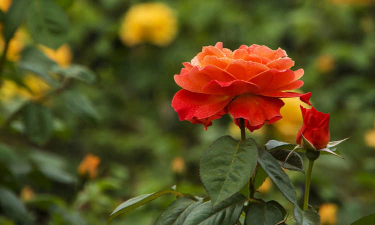 食用醋噴撒盆栽月季有什么好處
