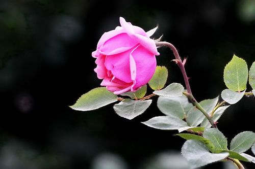 城市綠化怎樣種植月季，裝飾性藤本月季種植