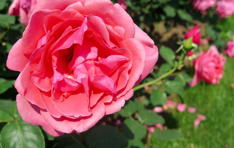 玫瑰花的種植時間及栽培管理,玫瑰花怎么種植方法