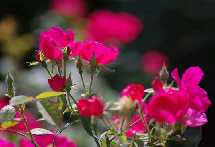 簡單的月季繁殖方法扦插法，月季花怎么培育