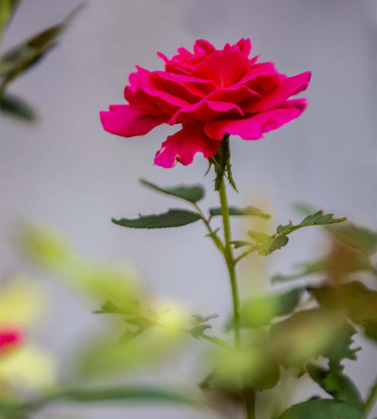 月季扦插注意事項,月季花怎么扦插