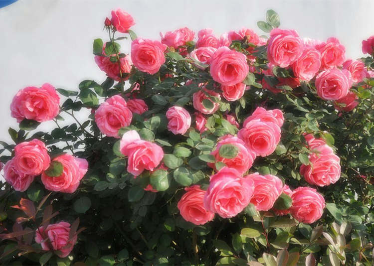 什么微月品種制作棒棒糖月季樹好,棒棒糖月季制作方法