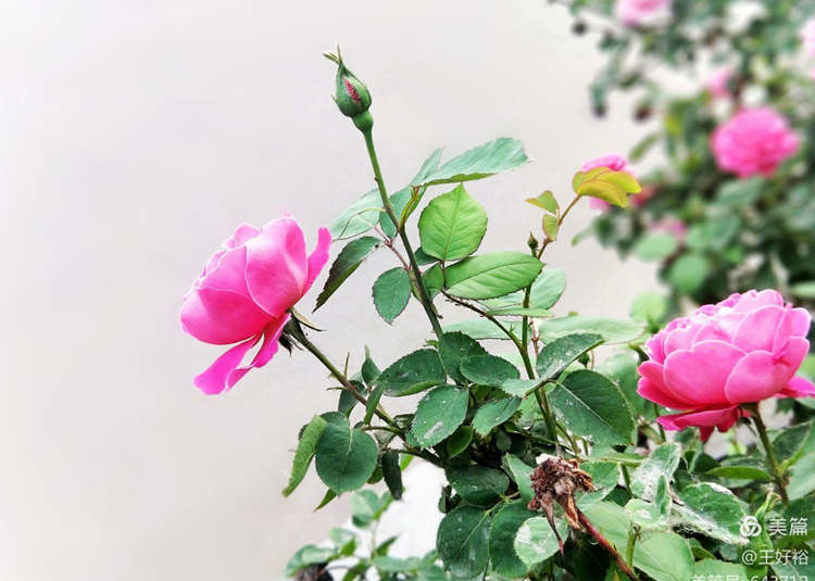 哪些因素會影響樹狀月季的開花量，樹狀月季開花受到哪些因素影響