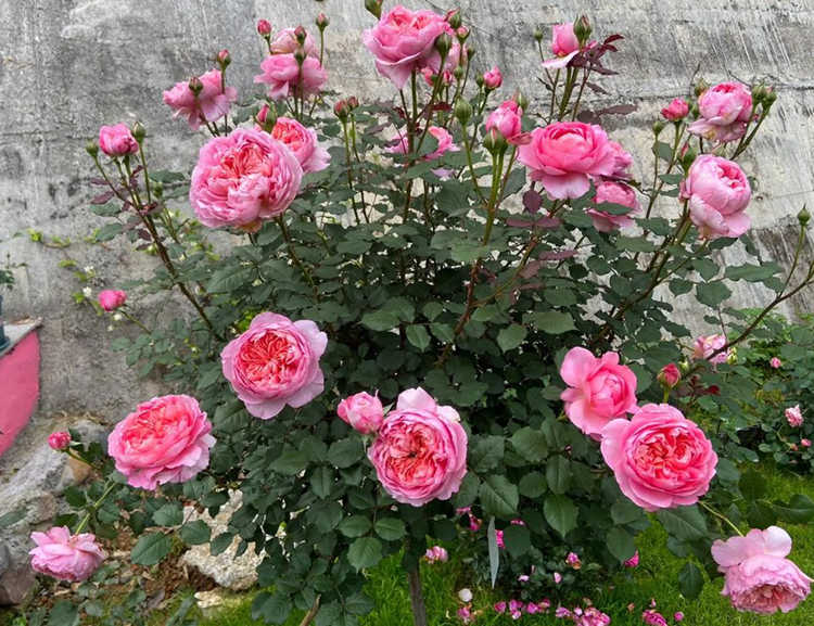 樹狀月季多少錢一棵？樹狀月季花價格多少錢