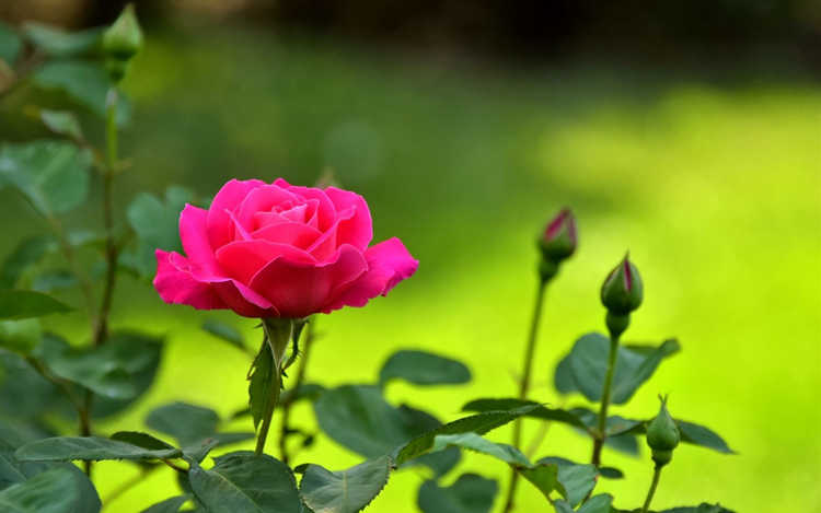 樹樁月季培養方法，樹樁月季培育土壤選擇