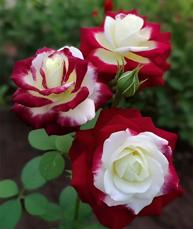 月季花種植遇到大蟋蟀怎么防治