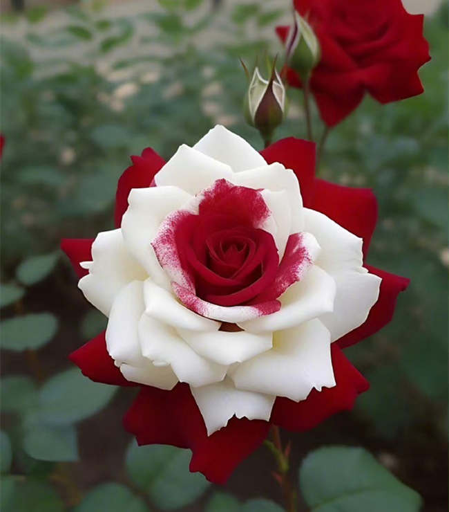 月季怎么養殖才能高產，月季種植管理方法