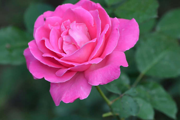 綠化工程月季花的養護管理措施方法介紹