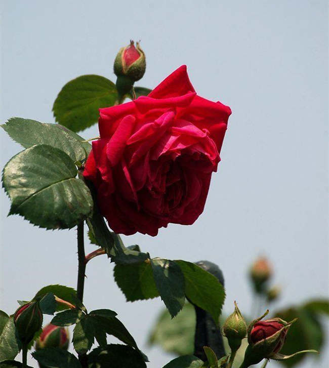 月季花籽種植方法介紹，月季花種子怎樣催芽種植？