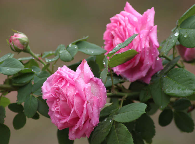 冬季月季怎么扦插，種植月季花扦插管理與澆水施肥