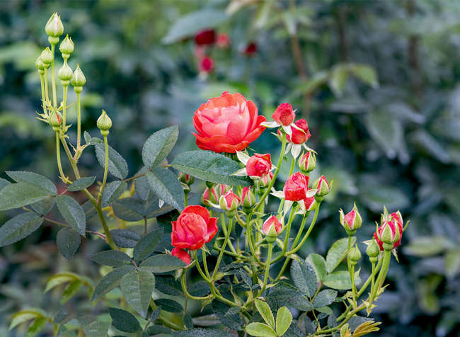 矮樁樹狀月季的嫁接技術分享，樹狀月季花嫁接注意事項